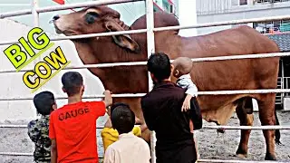 Big Cow in Bangladesh | Brahma Cattle documentary | Bred in America Since 1885 | 2021