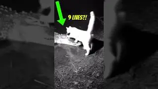 Действительно ли у кошек девять жизней?