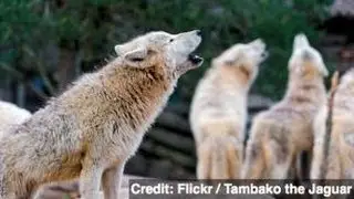 Wolves' Howls Can Be ID'd by Computer