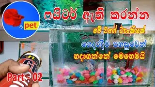 Fighter fish Sinhala | Fighter tank | beta fish Sinhala