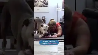 Dog Interrupts Woman&rsquo;s Exercise Routine to Play With Her | Shorts