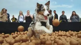 Walmart - Pure Balance KibblePit @ Woofstock