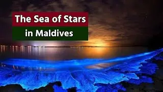 The Sea of Stars in Maldives || vadhoo island || Maldives|| Glowing ocean