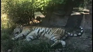 Erie Pennsylvania Zoo Complete Tour