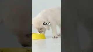 The Complete Puppy Feeding Guide: Balanced Homemade Recipes, Portion Control, Breed-Specific Needs