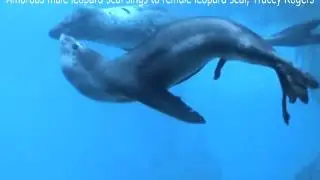 Amorous male leoaprd seal singing to a female - Tracey Rogers
