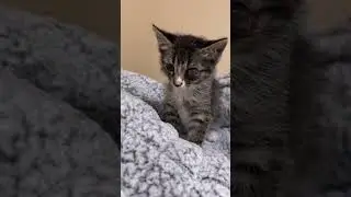 A Case of Cat Hoarding