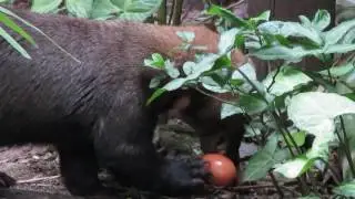 Rescued tayra eating an egg