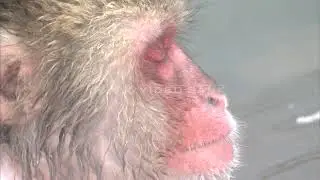 NHK VIDEO BANK - Monkeys bathe in a hot spring
