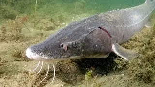 Saving the Sturgeon (And we filmed them SPAWNING!)