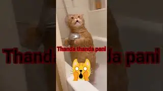 the cat is taking a bath#showr#catshorts #catlovers #myeverydayvlog #