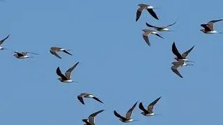 Canastera com&uacute;n 28 11 2022