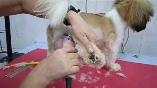 Tosa Higiênica no macho raça Shih.tzú