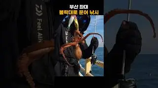 볼락대로 문어 잡아보기 #shorts