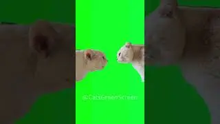 Two Cats Having an Epic Argument! #cat #greenscreen #memes #funny