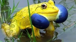 Top 20 world's most Crazy colored animals | Most Beautiful Species