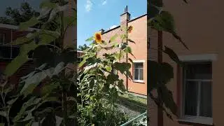 Slunečnice ročn&iacute; (Helianthus annuus) na zahr&aacute;dce: V&aacute;clav Kovalč&iacute;k, srpen 2024, Zl&iacute;n #summer #nature