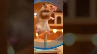 Hamster Caught in Time Loop #TimeLoop #Hamster #Shorts