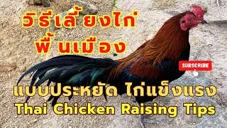 วิธีเลี้ยงไก่พื้นเมือง EP.381  How to Raise Native Chickens