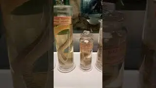 Darwin Exhibit Cambridge zoological his slides and specimens