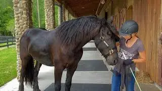 Explaining what happened to Zeppelin my heart horse.