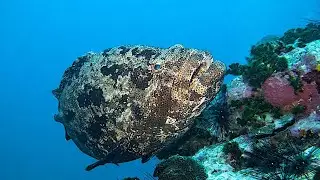 Spotting The Brown Marbled Grouper: A Diver's Guide In Koh Tao | BlackTurtleDive.com