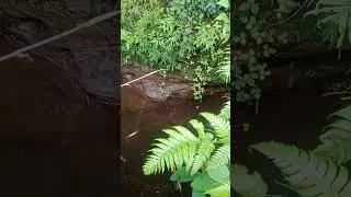 ikannya masih mocel