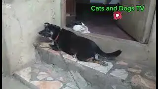 My brother's pets cat and dog, the guard door🐶🙀❤️🇵🇭