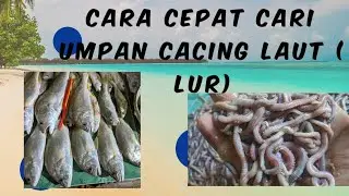 TUTORIAL CARI UMPAN CACING LAUT (LUR)