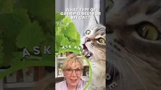 Dried vs. Live Catnip: What&rsquo;s Best for Your Cat? | Expert Advice from Pam Johnson-Bennett