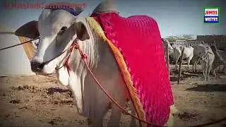 Sibi mela 2024 #cowvideos #cowmandi2024 #jameelwrites