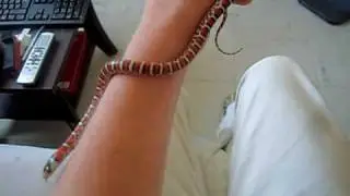 lampropeltis pyromelana knobloshi