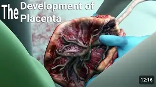Educational Content: Unprecedented Scientific Journey Through Pregnancy I 3D Animations. 999k views