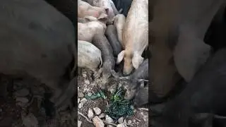Amazing Pigs Eating Cabbage 🐷🥬 #pigs #cabbage #food #animalfeed #animals #pigfeed #pigfarmvideo