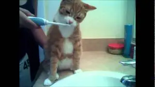 Cat brushes teeth with electric tooth brush.wmv