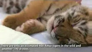Creature Feature: Tiger Cub