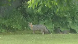 Cuteness Overload - 4 Baby Foxes Playing in the Yard
