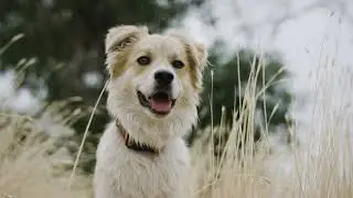 Expert Veterinary Care for Happy, Healthy Pets