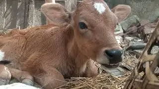 So cute baby cow 🐮🐄 #cow #babycows #cowsounds #cowsoundeffects #naturesounds