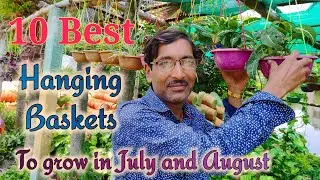 10 Best Hanging Baskets Plants you can Grow in Monsoon Season