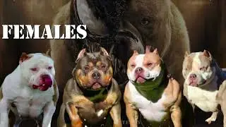 Top American Bully Bloodline - Venomline Pocket Bullies 2K23 👑