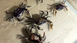 survival in the rainforest CRAB Catching - Crab Cooking