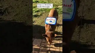 Dog demonstrates wombat mange trap | NSW Biodiversity Conservation Trust