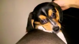 1 month old beagle/ corgi mix