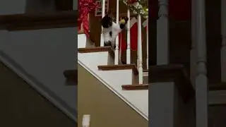 Emma gets her post Christmas Kitty Ball practice in 🎾