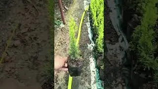 golden pencil pine