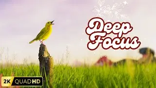 Bird Songs for Deep Focus & Mental Clarity | Nature Sounds | 2K