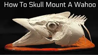 How to assemble a Wahoo skull for fish taxidermy