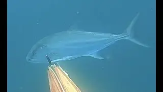 2 Great Days of Spearfishing - February 2022