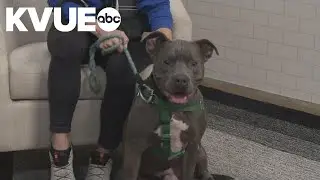 Pet of the Week: Meet Okra